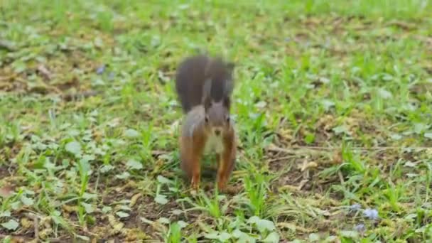 Red Squirrel Approaching Curious Wildlife Animal Handheld Shot — Vídeo de stock