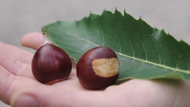 Chestnuts Green Leaf Palm Human Hand Close Shot — Vídeos de Stock