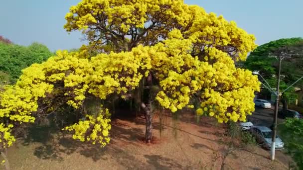 Aerial Flying Golden Trumpet Tree Revealing Brazilian Cityscape — Stockvideo