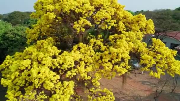 Aerial Circling Majestic Golden Trumpet Tree Brazil — Stockvideo
