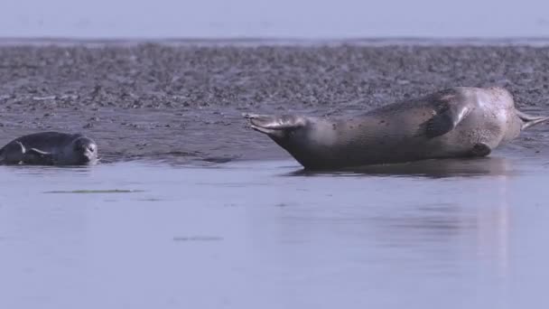 Baby Seal Playing Water Black Sand Beach Getting Watched Mother — Stockvideo