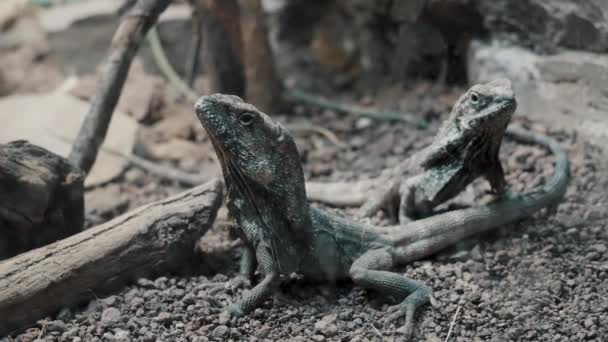 Pair Indo Chinese Forest Lizards Ground Wilderness Close Slider Shot — Stock videók