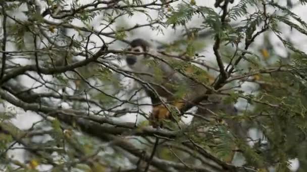 Sincap Maymun Ekvador Vahşi Ormanı Ndaki Ağaç Dalına Tırmanıyor Yakın — Stok video