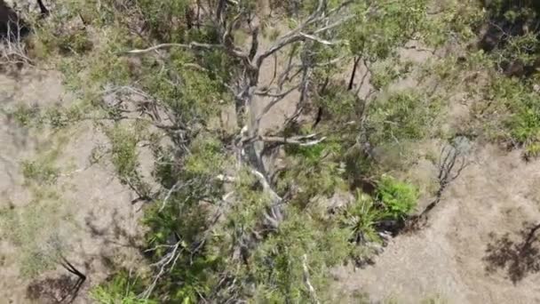 Drone Vliegt Boomtop Queensland Australië Bovenaanzicht Vanuit Lucht — Stockvideo