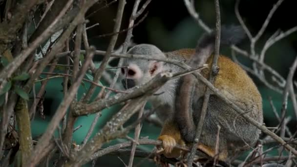 Close Common Squirrel Monkey Leafless Tree Branches Forest Saimiri Sciureus — Vídeo de stock