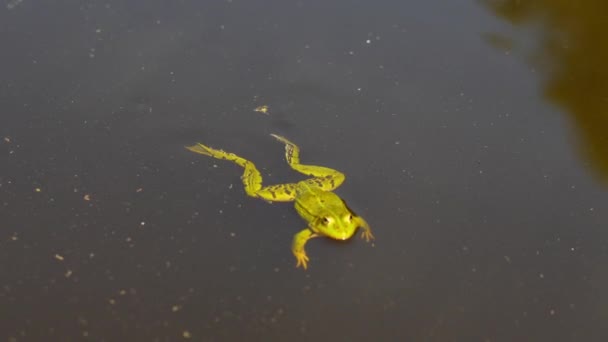 Lonely Green Frog Swimming Lake Water Slow Motion View — Stock Video