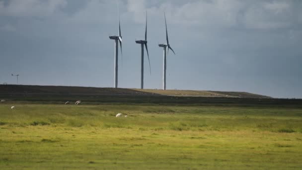 Flock Sheep Lush Green Field Wind Turbines Background Dark Stormy — Stockvideo