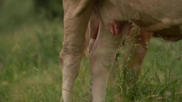 Dairy Cow Flies Standing Rural Livestock Field Close — 图库视频影像