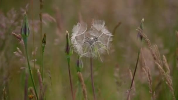 Delicate Transparent White Dandelion Amongst Other Herbage Countryside Scene Close — Stockvideo