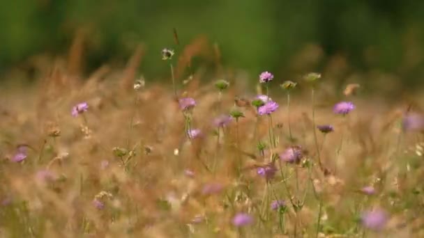 Purple Wildflowers Dry Field Due Drought Static Selective Focus — 图库视频影像