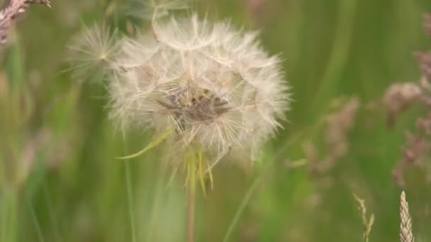 Salsify Flower Being Blown Away Wind Meadow Summer Slow Motion — Stockvideo