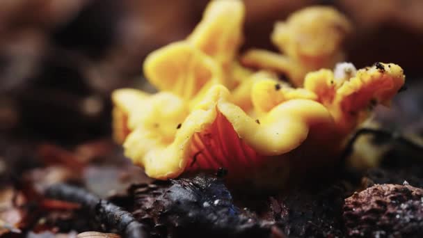 Vibrant Color Growing Wild Mushroom Rainforest Close — 비디오