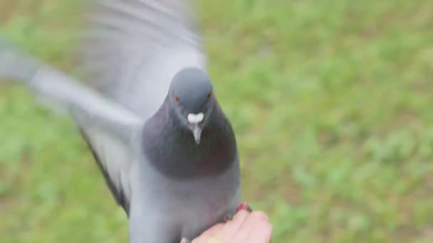 Feral Pigeon Feeding Human Hand Urban Park Selective Focus Shot — Wideo stockowe
