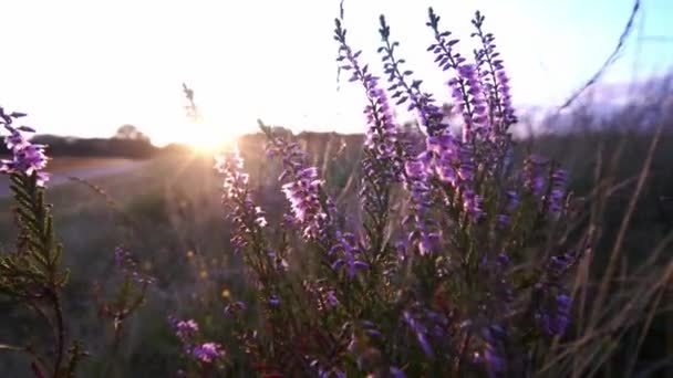Sunlight Beams Peeking Lavender Flowering Plants Sideways Close — Stockvideo