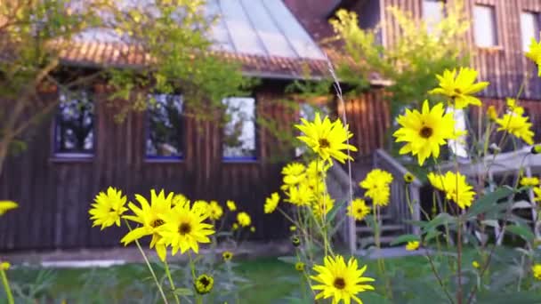 Blooming Sunflowers Garden Yard Countryside Village Close — Vídeos de Stock