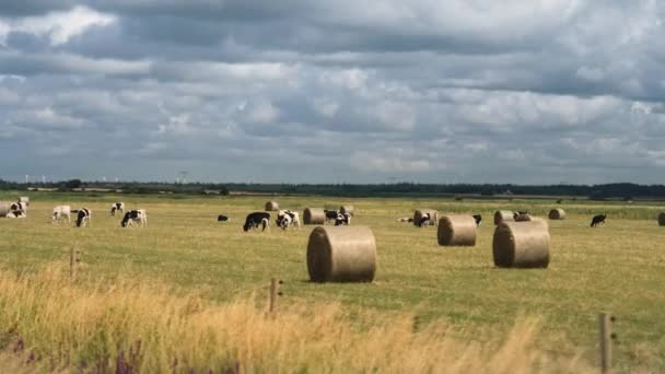 Cows Grazing Field Hay Bales Dark Stormy Clouds Slow Motion — Stock Video