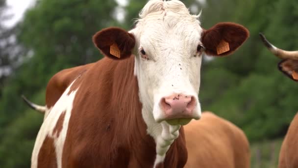Montbeliarde Cattle Ear Tags Farm Zoom — 图库视频影像