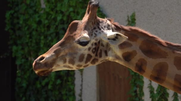 Endangered Rothschild Giraffe Chewing Food Giraffe Manor Nairobi Kenya Close — Stockvideo