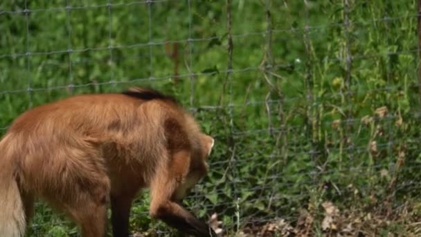 Closeup Maned Wolf Walking Next Wire Mesh Fence Tracking — 비디오