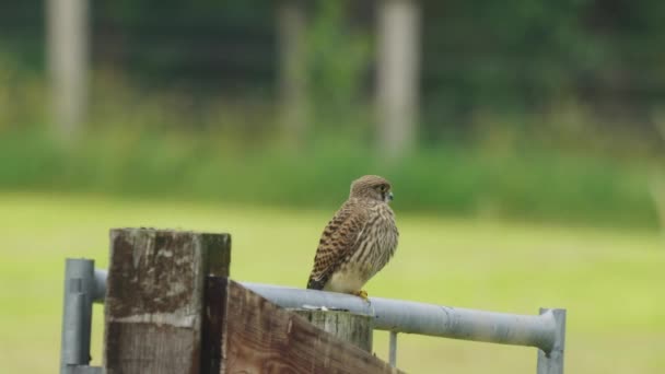 Common Kestrel Falcon Perching Metal Fence Shallow Depth Field Selective — Vídeos de Stock