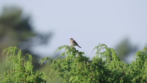 Fieldfare Bird Perching Tree Branch Bokeh Background Selective Focus Shot — 비디오