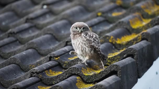Little Owl Perching Mossy Brick Roof Slow Motion — Vídeos de Stock