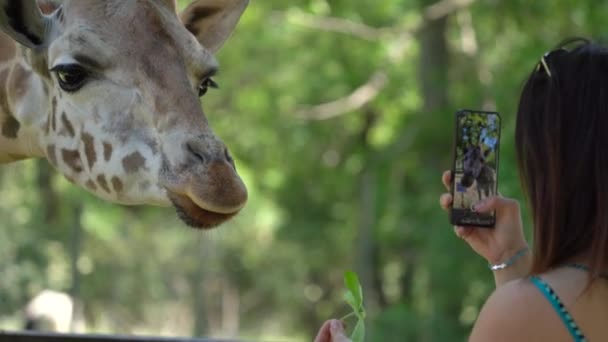 Woman Feeds Giraffe While Taking Photo Mobilephone Close — Vídeos de Stock