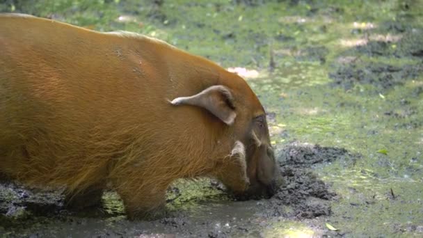 Red River Hog Digging Mud Its Snout Close — Vídeos de Stock