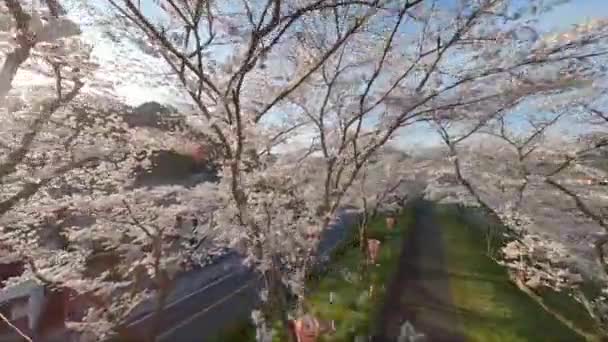 Ιαπωνία Άνθος Κερασιάς Από Fpv Drone — Αρχείο Βίντεο