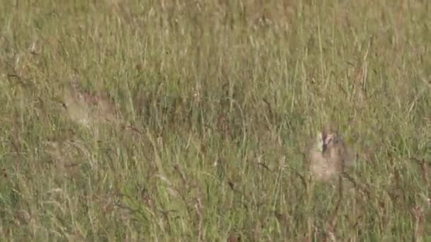 Eurasian Curlew Young Feeding Long Grass Upland Breeding Grounds — Stok video