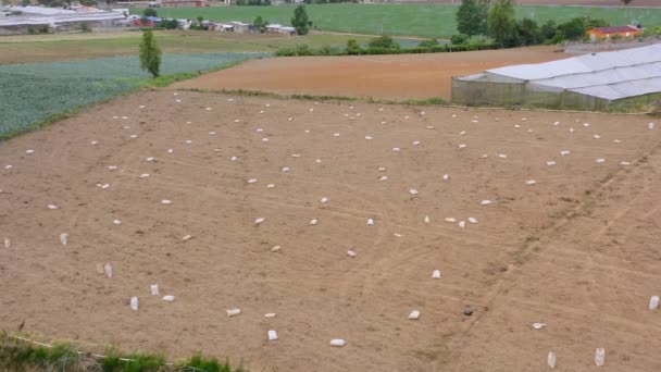 Aerial Panorama Agricultural Land Harvested Organic Potatoes Constanza Dominican Republic — Video