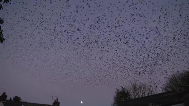 Sarlings Murmuration Roost Private Garden Moon Background — Stockvideo