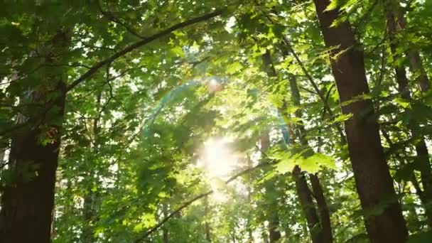 Sun Rays Emerge Green Tree Branches Magical Forest Concept — Video Stock