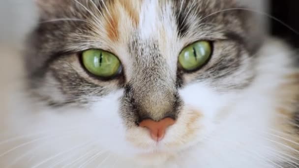 Colorful Domestic Cat Fluffy Fur Green Eyes Zoom View — ストック動画