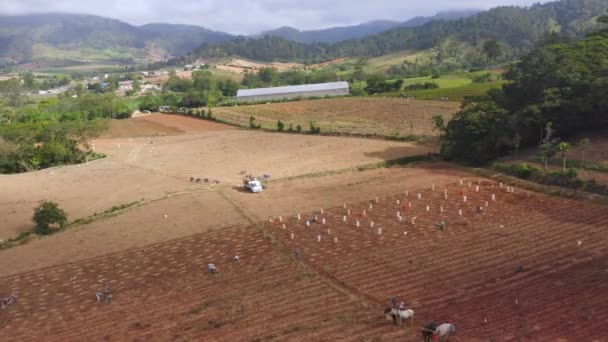 Aerial View Farmers Harvesting Season Potato Farm Constanza Dominican Republic — Vídeo de stock