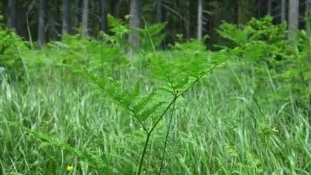 Fern Plant Swaying Wind Surrounded Grass Ferns Trees — Stock Video