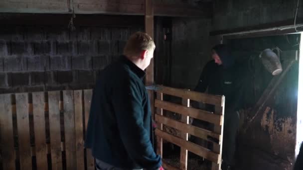 Sheep Shearers Taking Lamb Barn Wooden Cage Handheld View — Stockvideo
