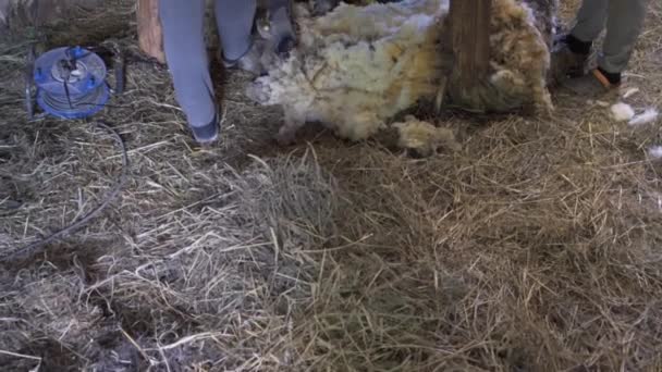 Farmer Shearing Sheep Farmstead Building Motion View — Stockvideo