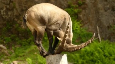 A male Alpine Ibex standing on a small wooden stand and eating from it