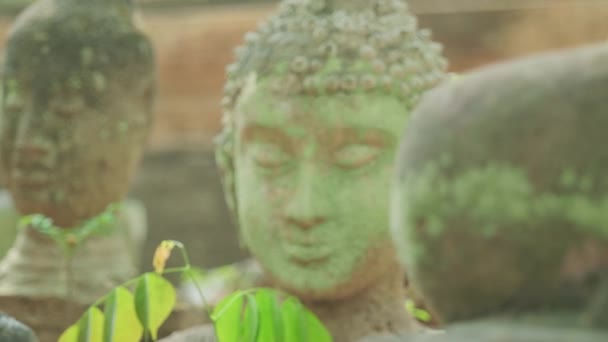 Cinematic Slow Motion Footage Ruins Buddhist Statues Wat Umong Temple — Stock videók