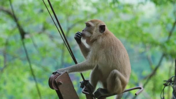 남부크라 비산악 밀림에 타이거 사원에서 과일을 원숭이의 움직임 — 비디오