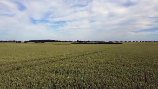 Wheat Field Just Harvest Buttery Soft Aerial View Flight Fly — Vídeos de Stock