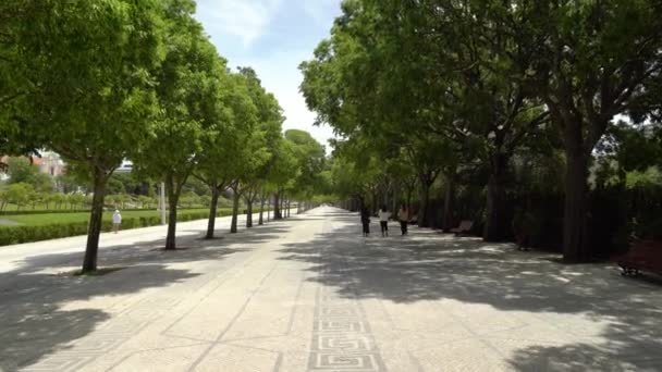 Park Eduardo Vii Has Portuguese Cobbles Pavements Trees Growing Each — Video