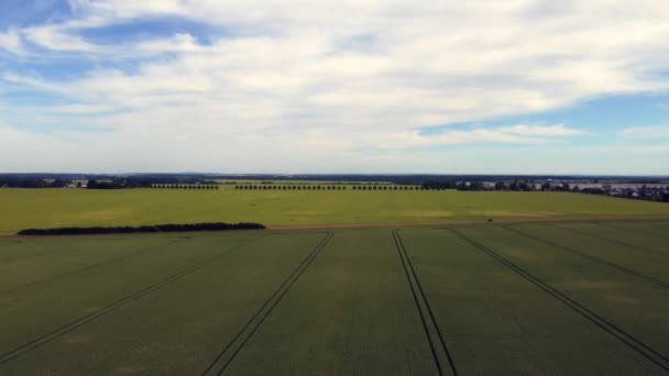 Very High Distance Avenue Trees Perfect Aerial View Flight Stable — Video