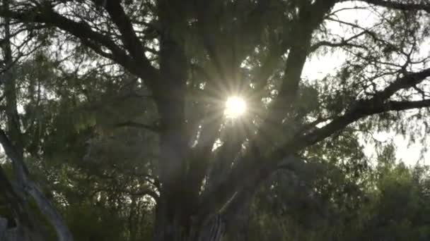 Câmera Lenta Cabras Selvagens Sentadas Comendo Pôr Sol Sul França — Vídeo de Stock