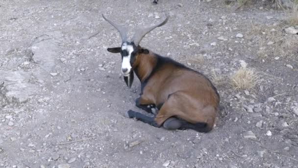 Wild Goat Sitting Eating South France Verdon — Stock Video