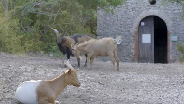 Wild Goat Sitting Eating Foreground While Two Others Have Battle — Stock Video