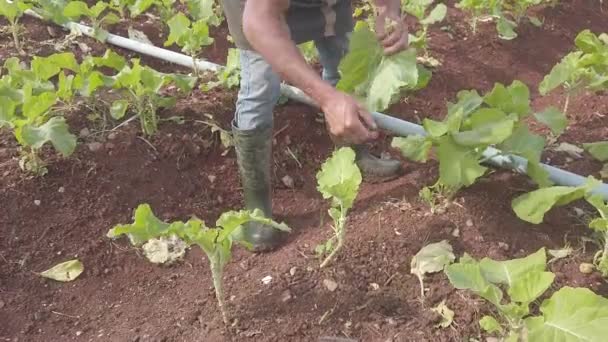 Sunny Day Big Urban Farm Many Vegetable Variety Winter Brazilian — Αρχείο Βίντεο