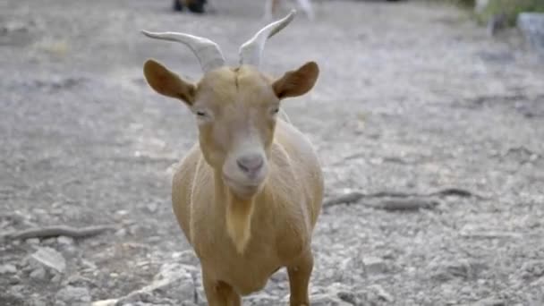 Slow Motion Wild Goat Walking Camera — Vídeo de Stock