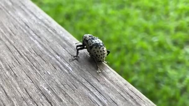 Weevil Walking Away Macro Shot — Stock video